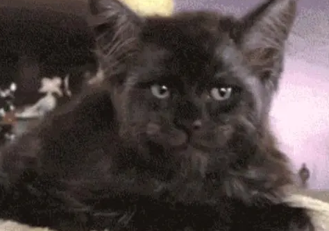 朋友买了一只高价猫，看了猫咪的容貌，真的是欣赏不来
