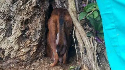 流浪狗一直犬吠，引领人来到树洞，看清里面的东西后令人泪如雨下