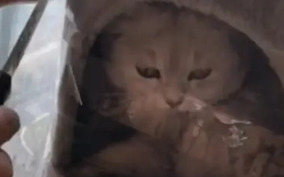 闯祸被主人“封印”，猫咪一脸嫌弃：你确定要这么做？ 