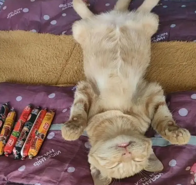主人下班回家，看到猫咪的睡姿笑喷：咋这么像个小孩子呢