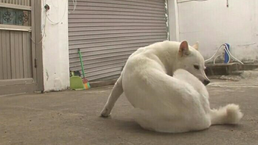 狗狗总咬自己大腿 女主人掰开其大腿后 伤痕累累令人心疼 