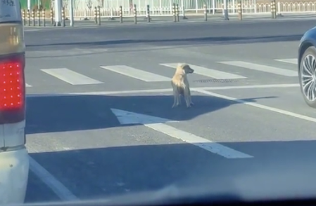 狗狗占着汽车道在等红绿灯，狗：四驱自动驾驶，狗皮座椅全景天窗