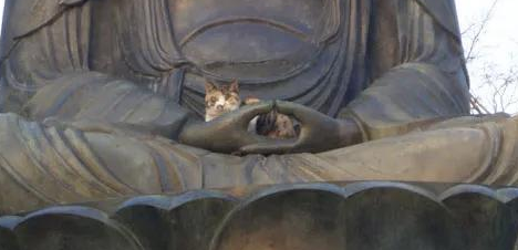 一只喜欢坐在佛祖手上发呆的猫咪，显得格外超凡脱俗…… 