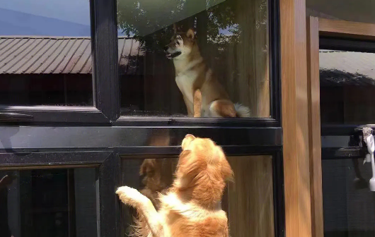 猫咪叼老鼠给主人，这是在报恩吗？