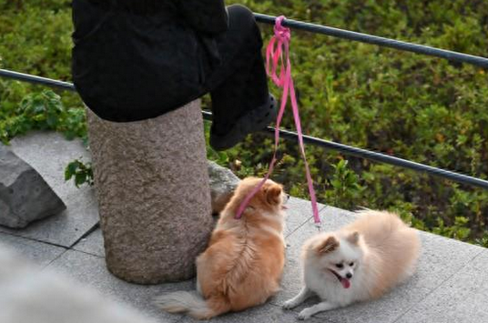 宠物去世后，怎样才是正规的处理方式？