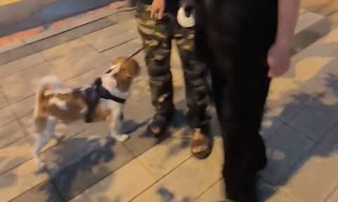 没拴绳的狗和自家狗打架，主人去拉架又被它咬伤，事后对方不承认