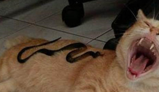 猫咪睡觉时感觉身上有东西，醒了之后一看，夸张表情逗笑网友