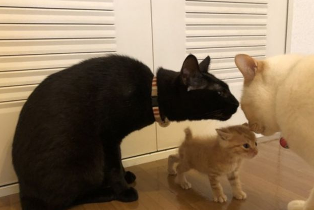 小猫到家第一天，主人好怕它被欺负，却看到暖心的一幕