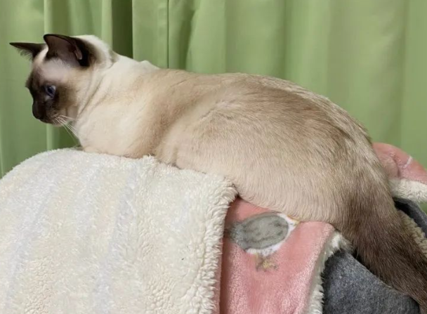 你看这只猫像不像烤糊了的鸡腿，要流口水了...