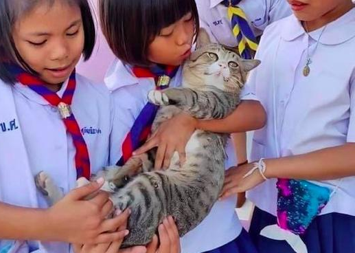 老师把猫带到学校里，它被小朋友抱在怀里来回摸，表情太享受了！