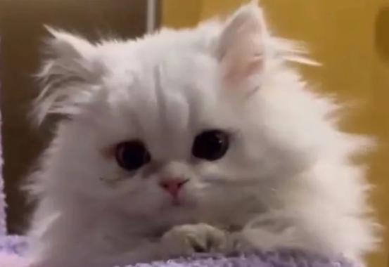 女子发现猫咪惨死洗衣机中，怀疑合租者系凶手，当事人：哭了三天还做噩梦