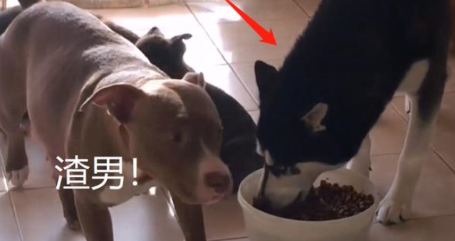 二哈跟比特犬生了宝宝，结果越大越不像它，还不让奶狗吃饭