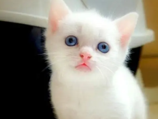 菜市场捡到只脏兮兮的猫，主人取名“小垃圾”，一年后逆袭成美猫