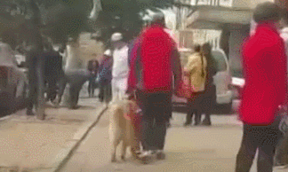 工作中的导盲犬看到被车撞倒在地的同伴，狗狗眼神里透露出迷茫