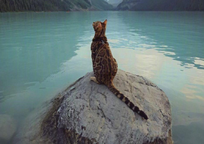 主人带着豹猫一起旅行，这画面太美了，真让人羡慕