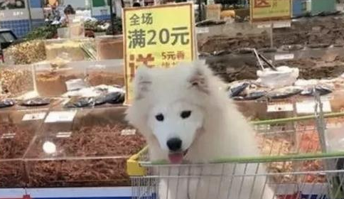 竟然爱吃榴莲？绝对的吃货，极品萨摩耶 