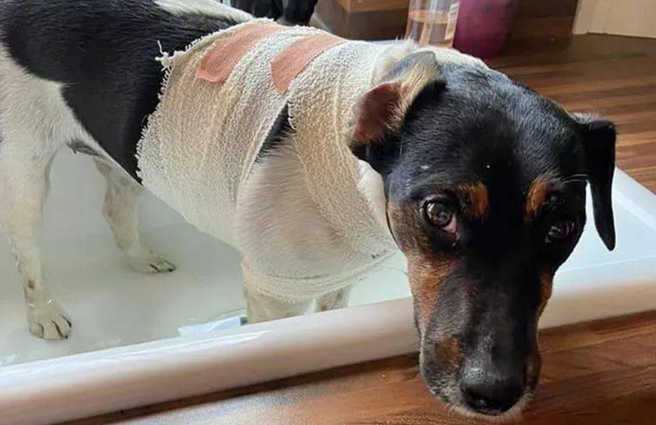 小镇最凶橘猫，喜欢找狗打架还袭击路人，猫主人无能为力 