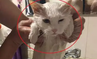 猫咪不肯配合洗澡，妹子想了个办法，洗完澡后猫猫生无可恋了