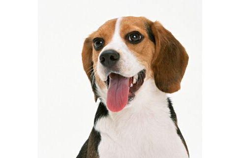 养了7年的比格犬突然走失，狗友爱心接力送回家