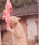 网友晒在院子的肉总是变少，原来是橘猫干的，这么胖还偷吃啊