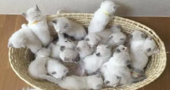 猫咪生了一窝小奶猫，每次喂奶都被淹没，眼神惊恐：都是我的崽