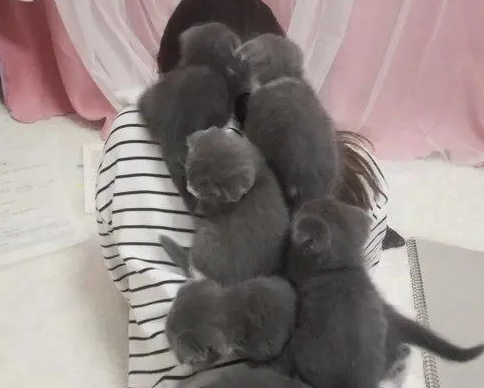养多只猫粘人的猫是什么样的体验？小主人做作业，背上爬满了猫
