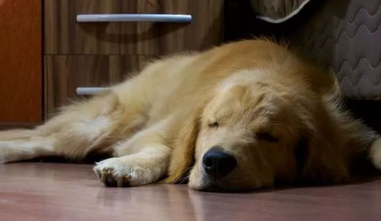 黄金猎犬天天到邻居家午睡……主人塞小纸条感谢收留「可爱真相」