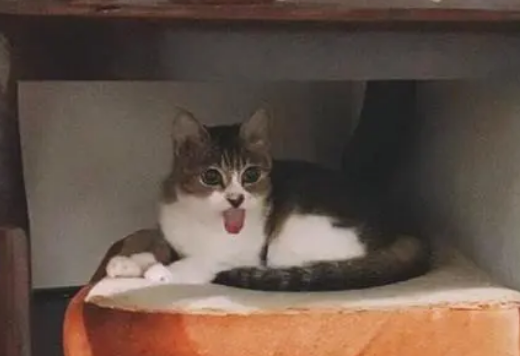 猫咪舔毛忘记收回舌头，主人担心猫咪舌头会干，忍不住出言提醒