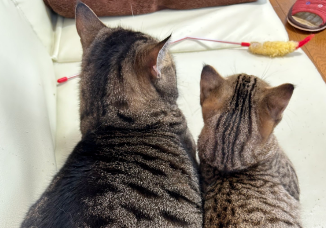 铲屎官疑惑：是不是所有狸花猫都是油头？网友：确定不是你盘油的？