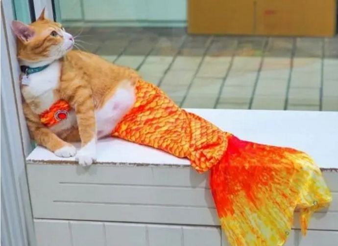 主人把橘猫装扮成美人鱼，网友一看笑翻：简直毫无违和感！