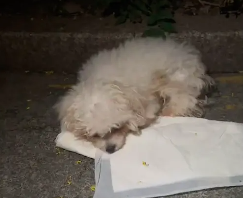 台风来临前一晚狗狗被遗弃路边，生病无助的它还在等主人