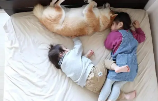 柴犬陪小主人在床上玩耍，累了就一起休息，暖哭