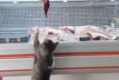 猫咪学顾客到柜台要肉，好心老板明白它的意图，马上递给它一块肉