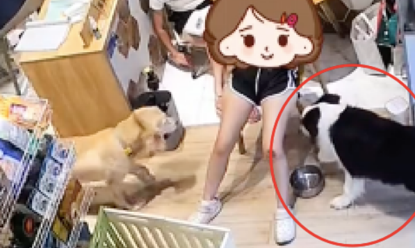 狗狗趁主人不注意，自己跑去宠物店洗澡！
