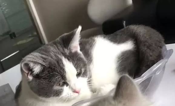英短猫打喷嚏后被布偶猫盯着就生气了，别人转过头不理它还打人