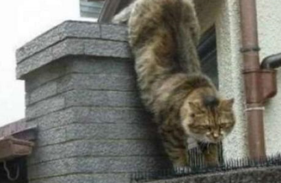 猫咪每天忍着痛走过防猫刺垫，知道原因后竟让男生产生共鸣！