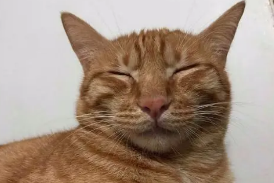 医生断定活不过一晚的小橘猫，如今成大“胖橘”，前后对比差距大