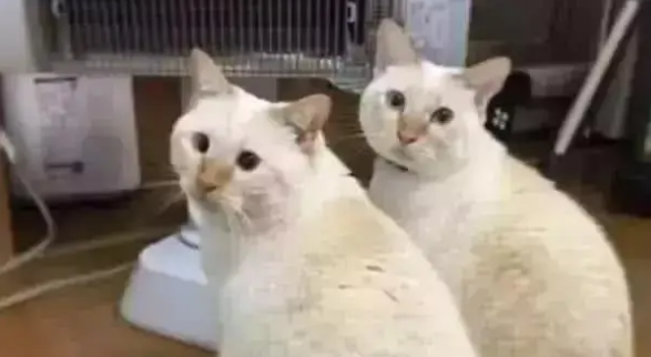 两只猫咪并排烤火，看到它们的正面笑喷：不知道的以为烤糊了