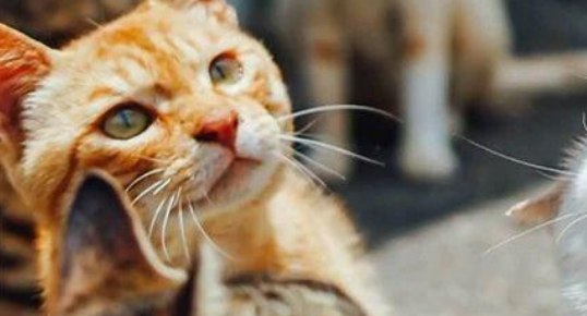 猫咪为表演“飞猫在天”，直接把同伴当垫脚石，还有一群看热闹的~