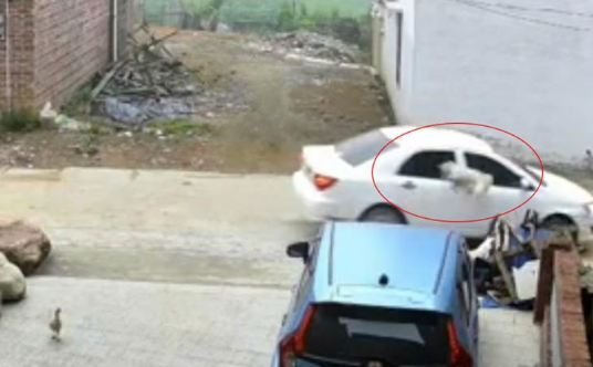 偷狗贼清晨进村3秒将狗套上车，“白斩狗”为当地名菜，警方已受案