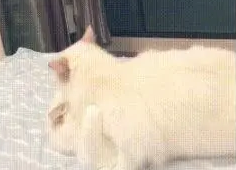 拖着疲惫的身子回家，却看到一部“猫片”，铲屎官：我受不了了！