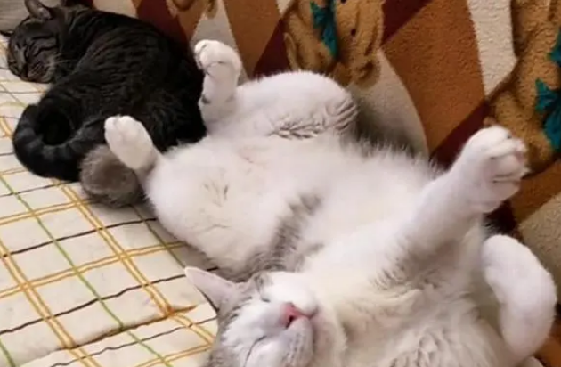 猫咪和妹妹打架装无辜，被主人一秒识破：你嘴边的黑毛还没处理掉