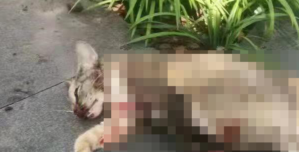 男子用鱼镖射杀多只上海小区流浪猫，经警方教育上交杀猫工具