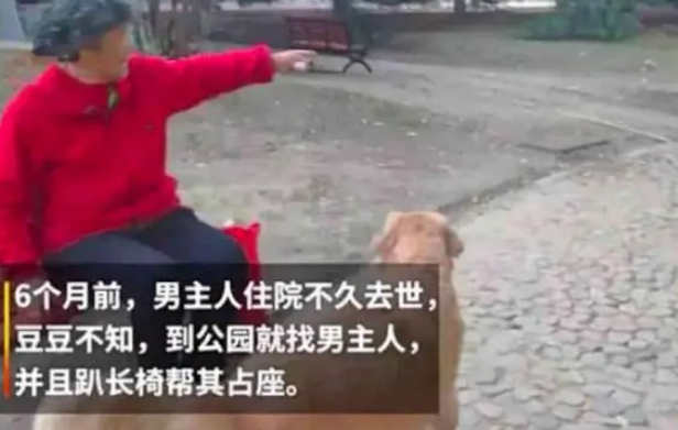 金毛不接受爷爷去世，每天一大早还去公园占座，奶奶善意骗它回家