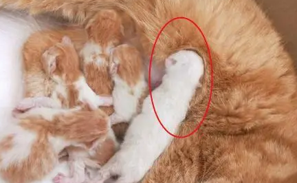 加菲猫生了5只小猫猫，其中一只很像特务