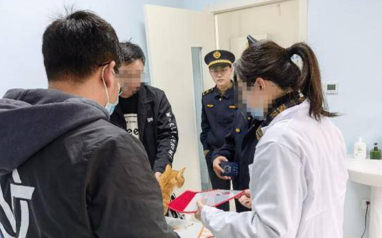 手下留猫！宠物医院“无证行医”被执法部门当场叫停