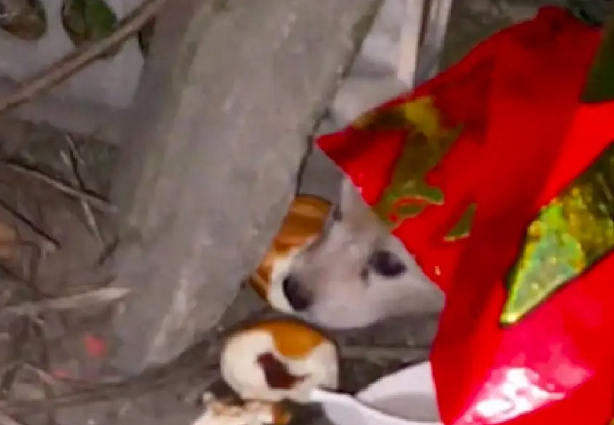流浪狗被家犬赶出门，它趴在外面待了一天，好心喂食时它竟流泪了