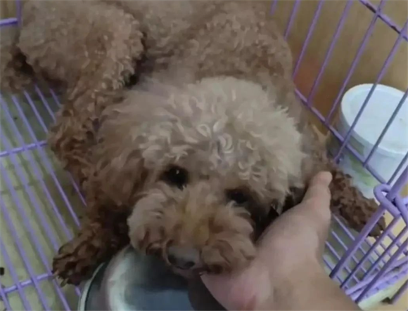 院犬傻乎乎的趣事：居然被骗，网友：这是只善良的狗狗