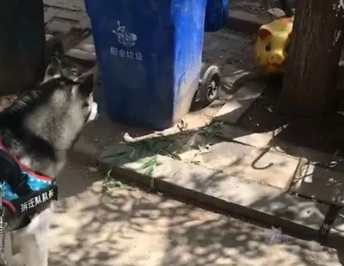 走着走着二哈突然停下，看仔细之后吓得落荒而逃，网友：怕猪？ 