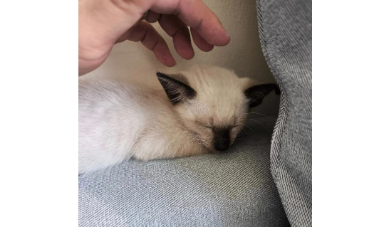 刚领养的奶猫胆小怕生，但没过几天就原形毕露，铲屎官表示...